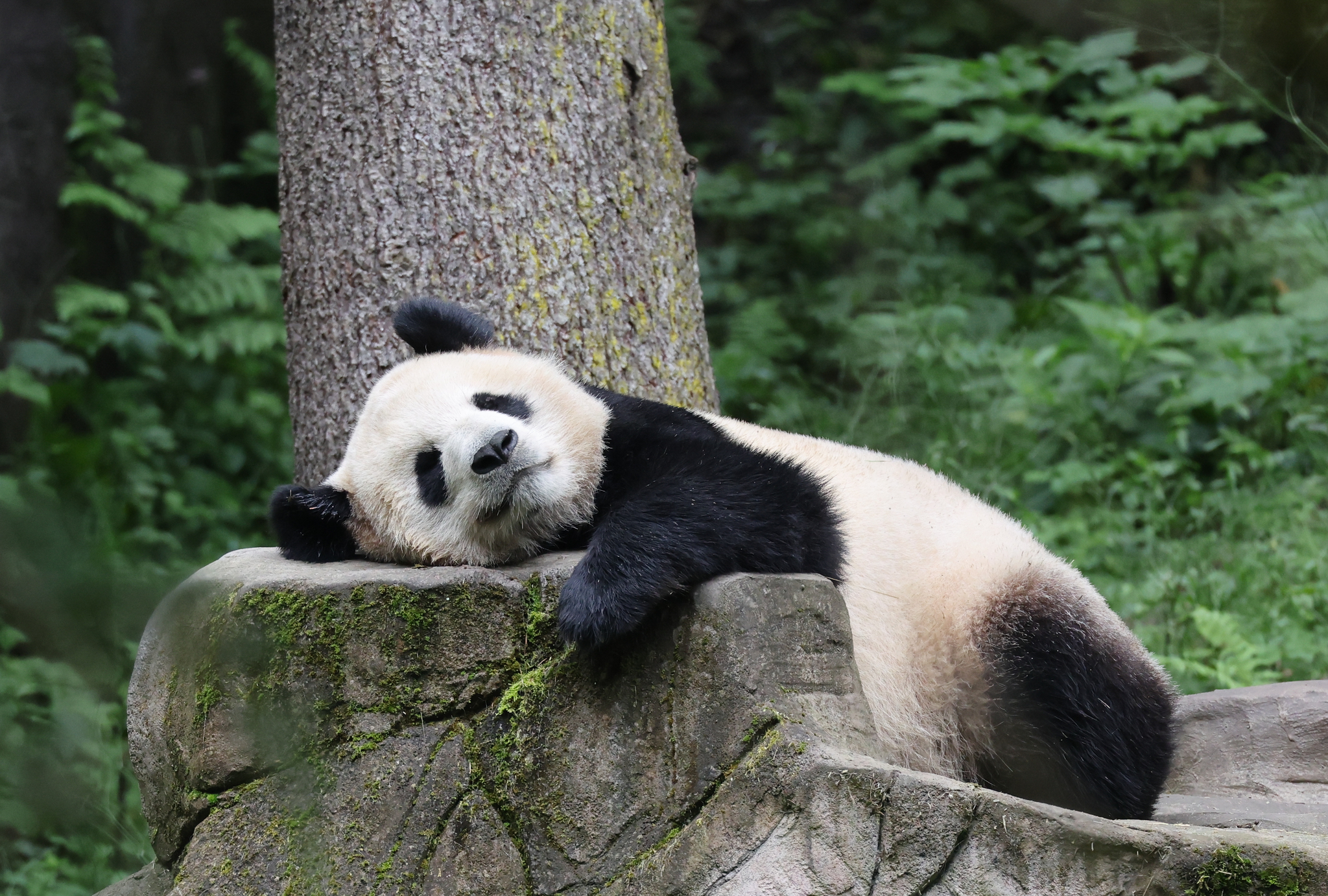 Giant pandas enjoy a relaxing summer day at the Shenshuping base of the China Conservation and Research Center for the Giant Panda in southwest China's Sichuan Province on July 16, 2026. /VCG