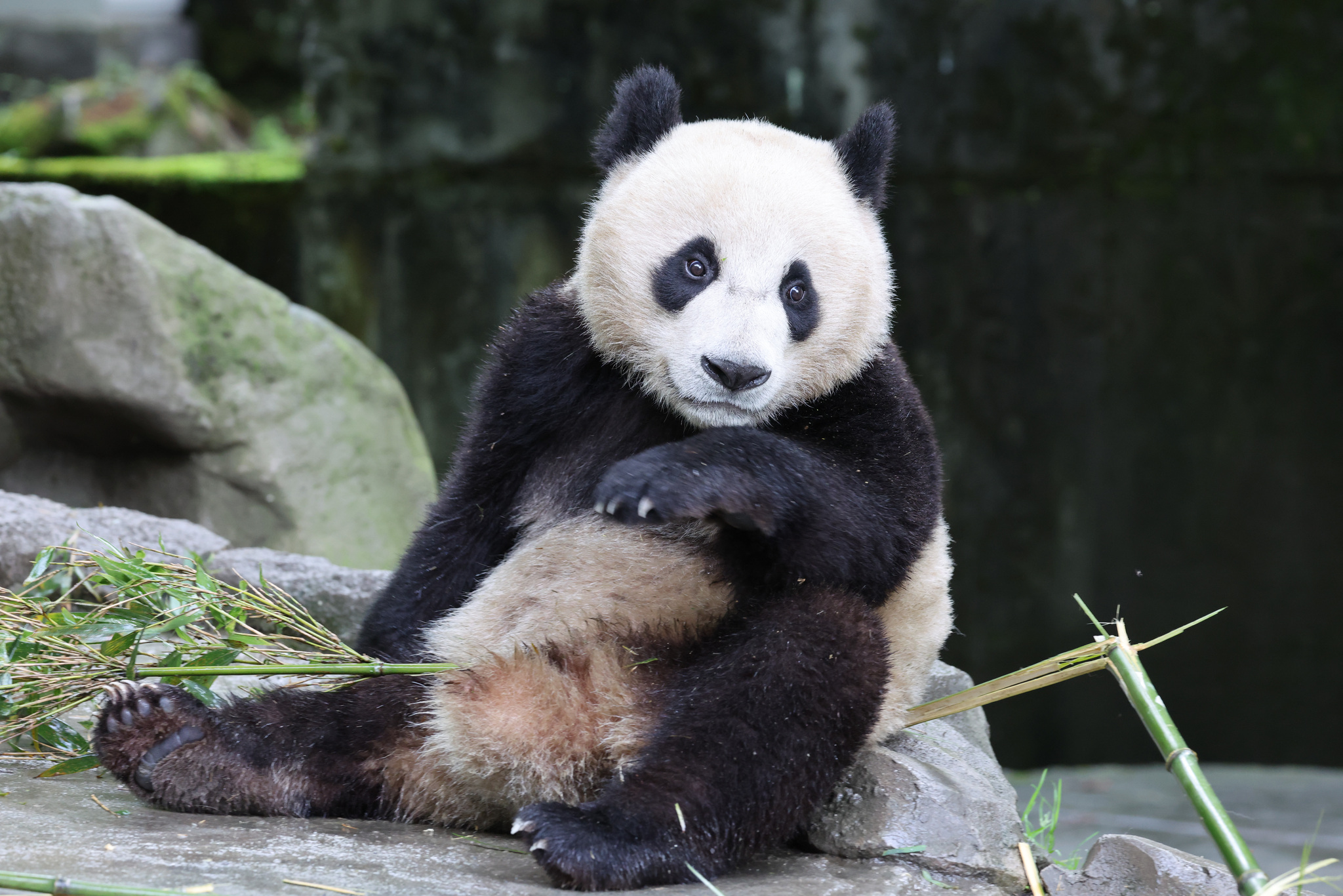 Giant pandas enjoy a relaxing summer day at the Shenshuping base of the China Conservation and Research Center for the Giant Panda in southwest China's Sichuan Province on July 16, 2026. /VCG