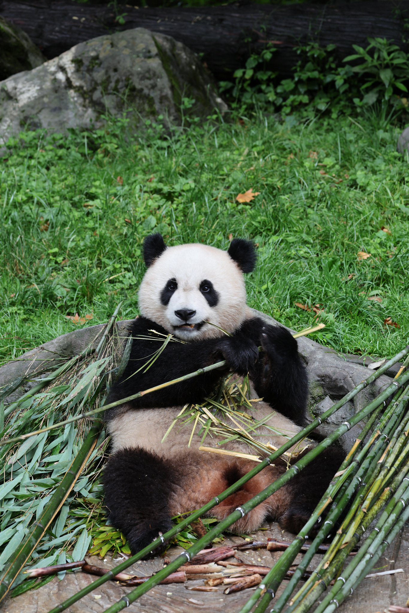 Giant pandas enjoy a relaxing summer day at the Shenshuping base of the China Conservation and Research Center for the Giant Panda in southwest China's Sichuan Province on July 16, 2026. /VCG