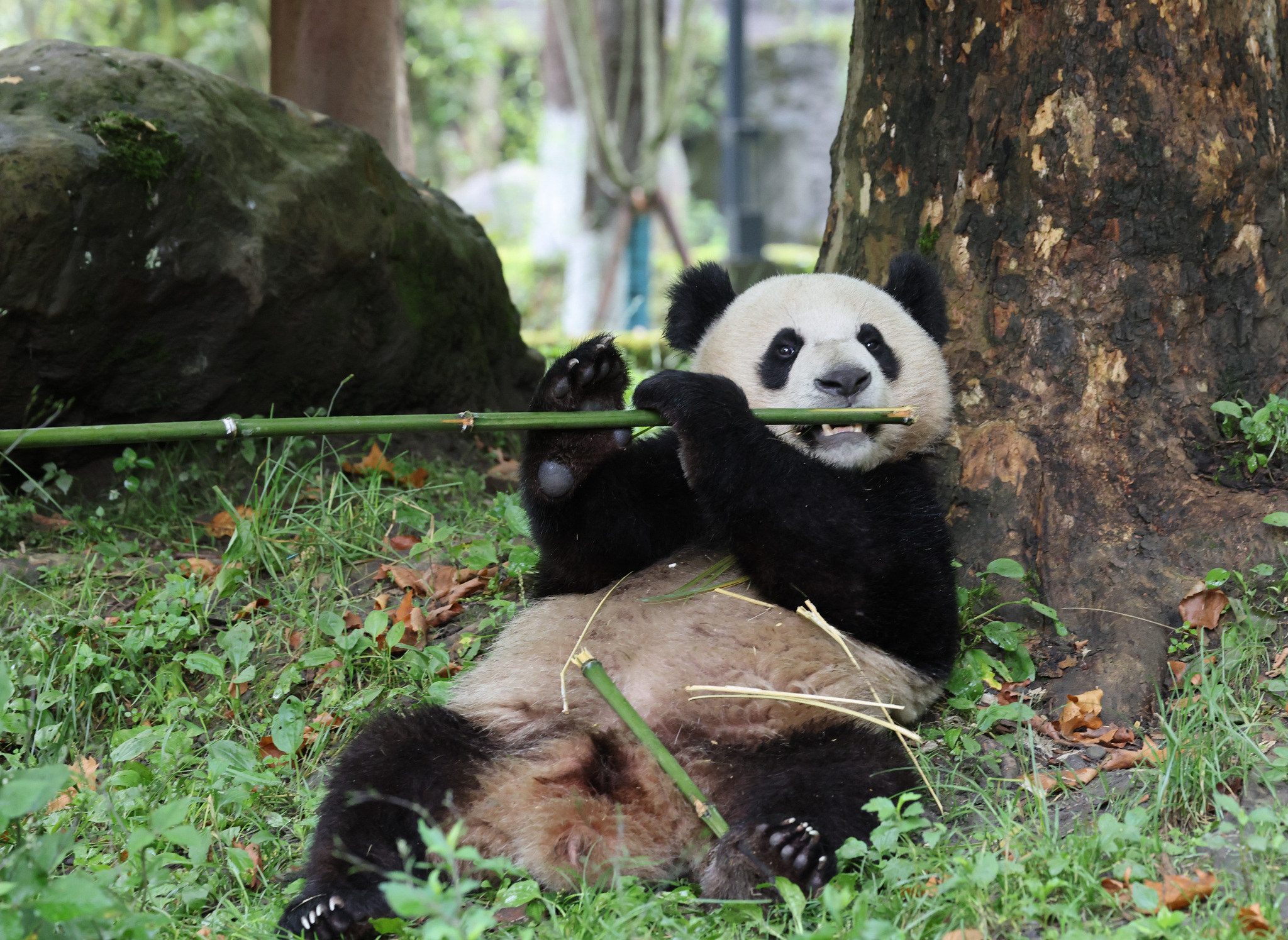 Giant pandas enjoy a relaxing summer day at the Shenshuping base of the China Conservation and Research Center for the Giant Panda in southwest China's Sichuan Province on July 16, 2026. /VCG