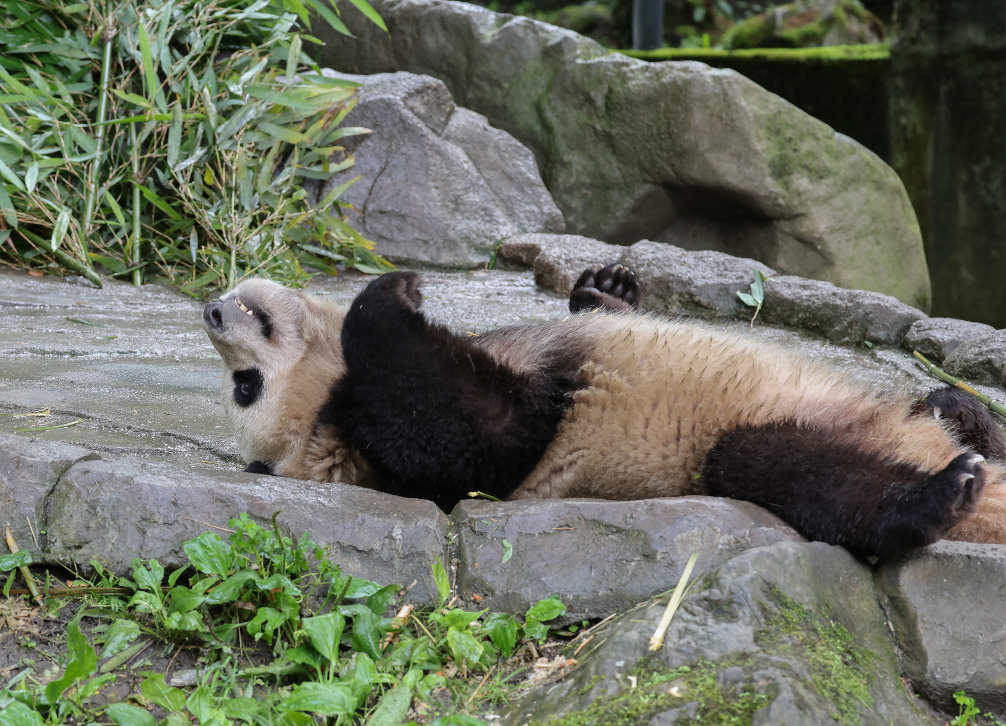 Giant pandas enjoy a relaxing summer day at the Shenshuping base of the China Conservation and Research Center for the Giant Panda in southwest China's Sichuan Province on July 16, 2026. /VCG