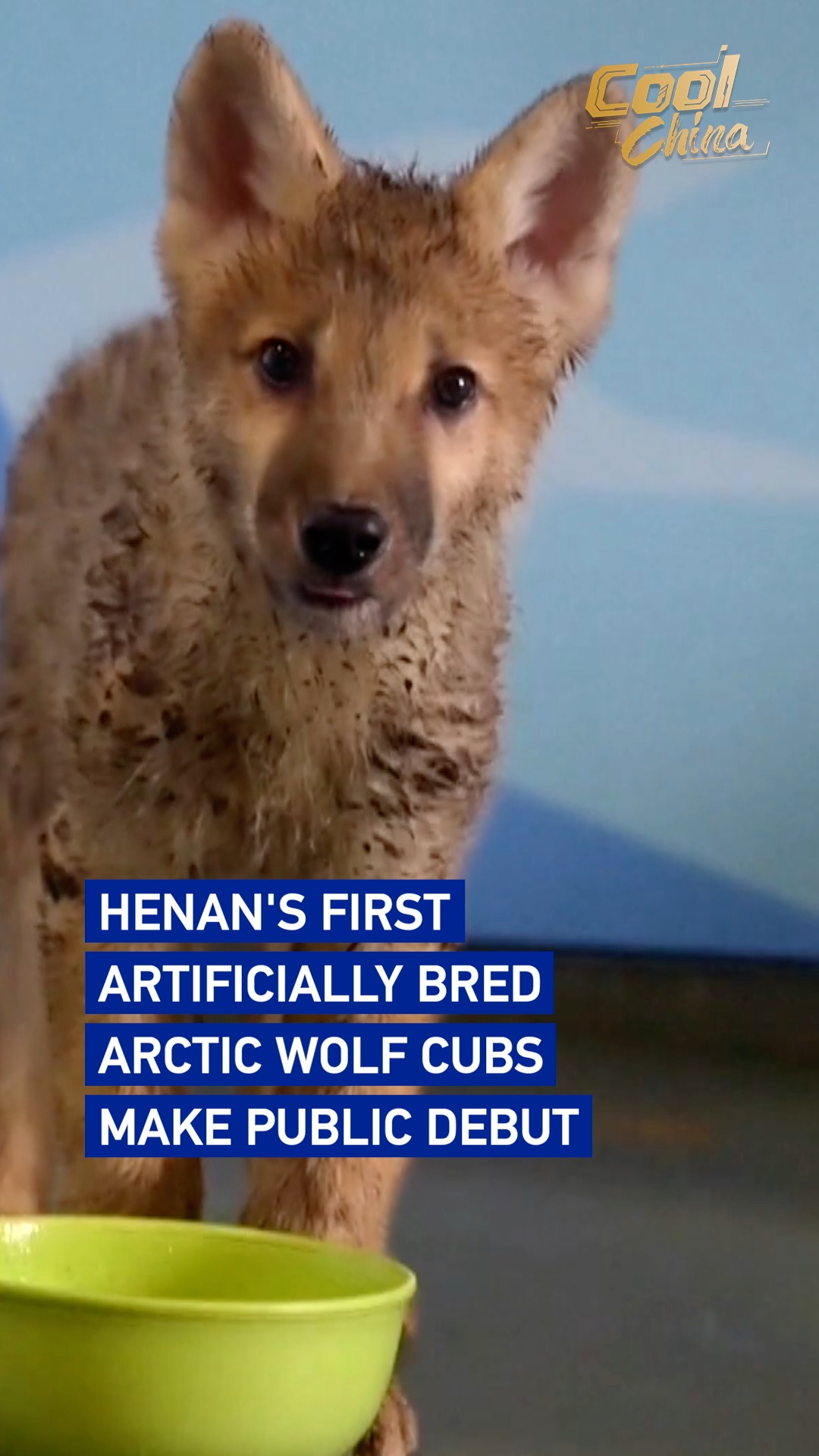 Henan's first artificially bred Arctic wolf cubs make public debut