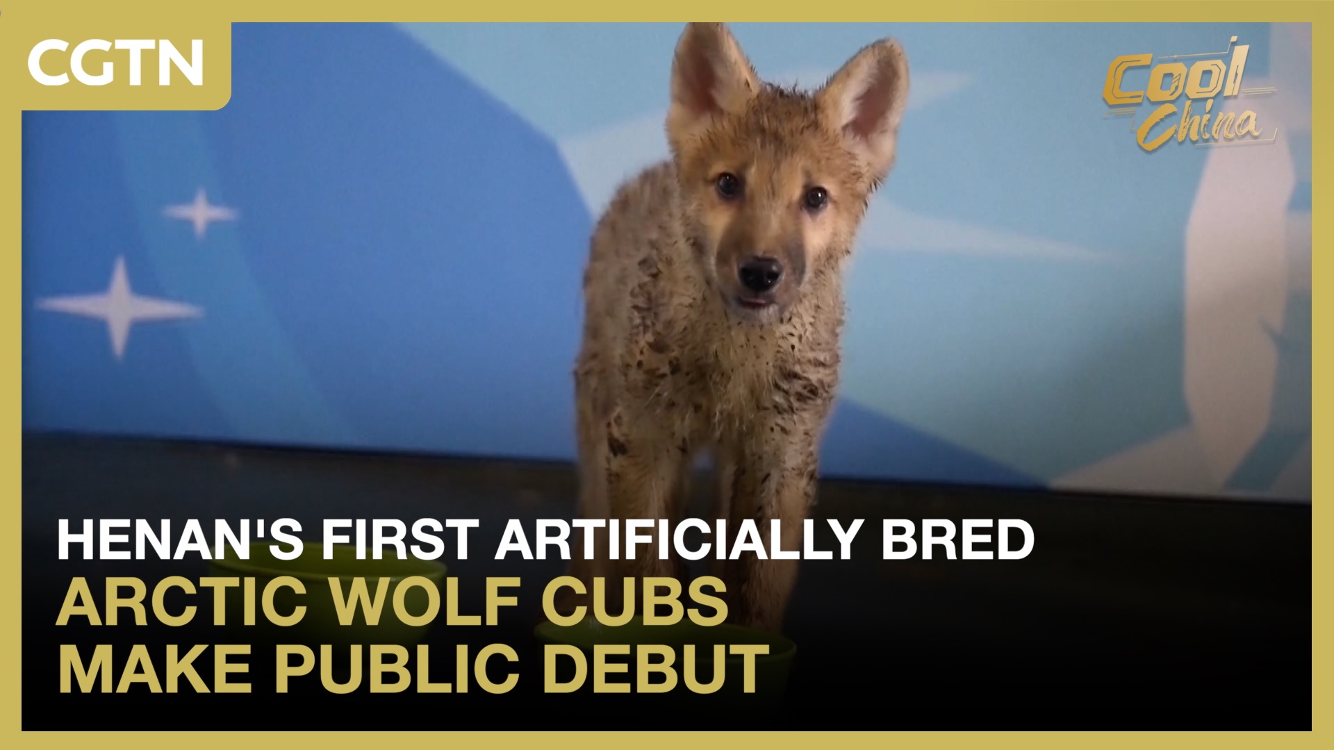 Henan's first artificially bred Arctic wolf cubs make public debut