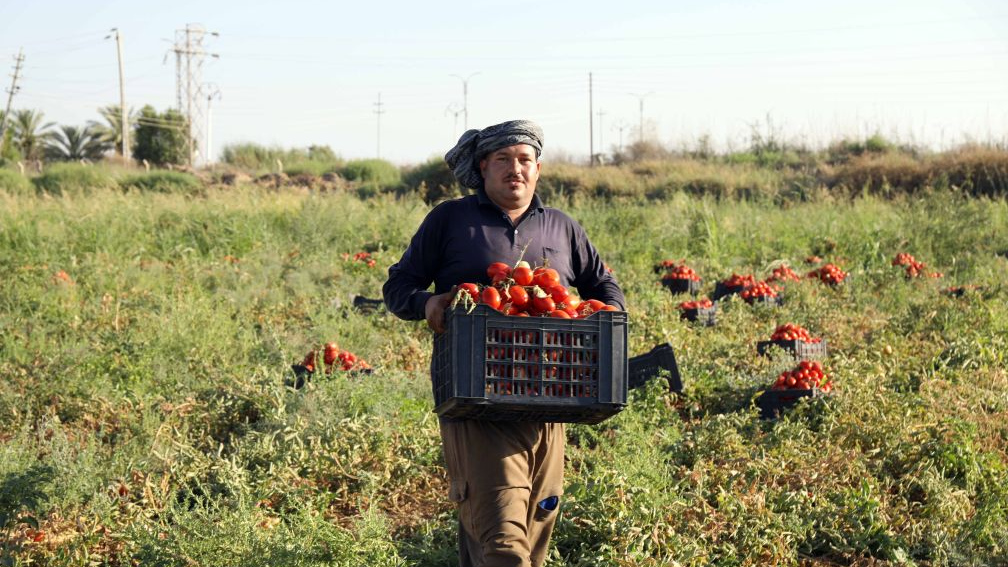 A farmer carries tomatoes in a field north of Baghdad, Iraq, July 17, 2026. /Xinhua
