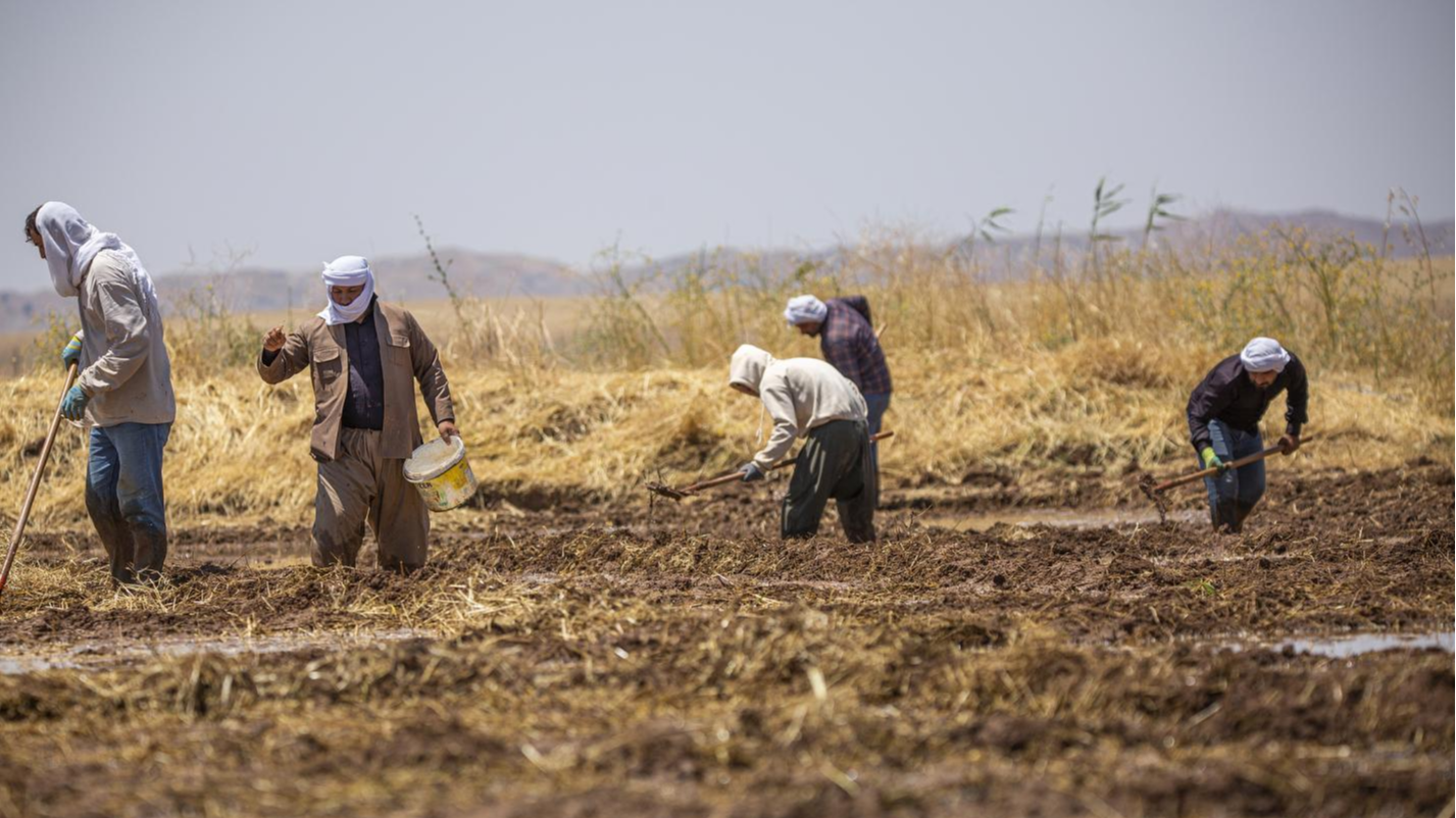 Farmers harvest rice in Mandiyan, a village in Duhok City, Iraq, June 9, 2026. /CFP