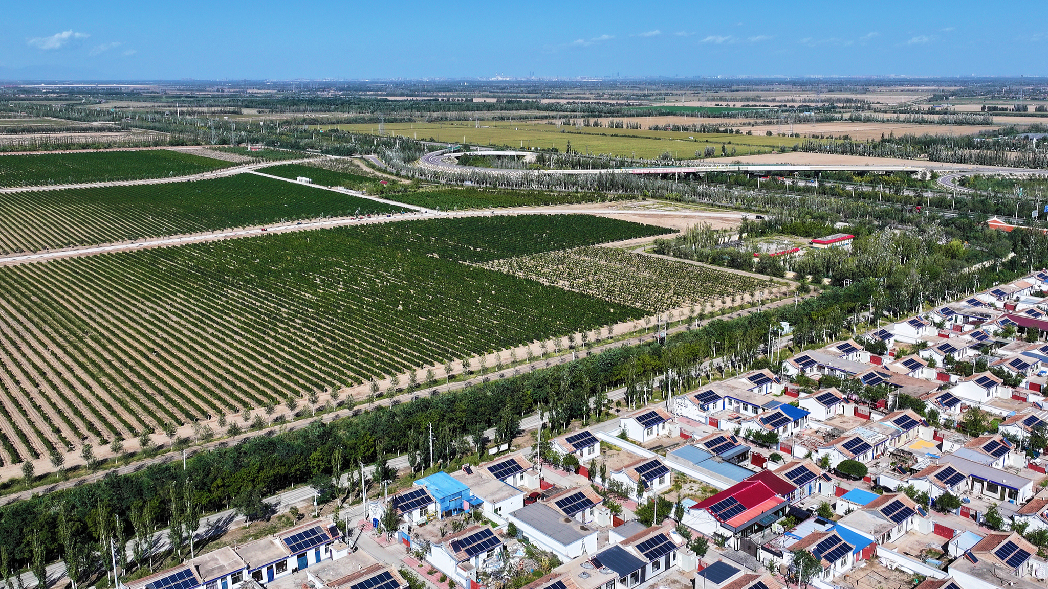 Expansive vineyards in Minning Town, Yongning County, Yinchuan, northwest China's Ningxia Hui Autonomous Region, September 23, 2025. /VCG
