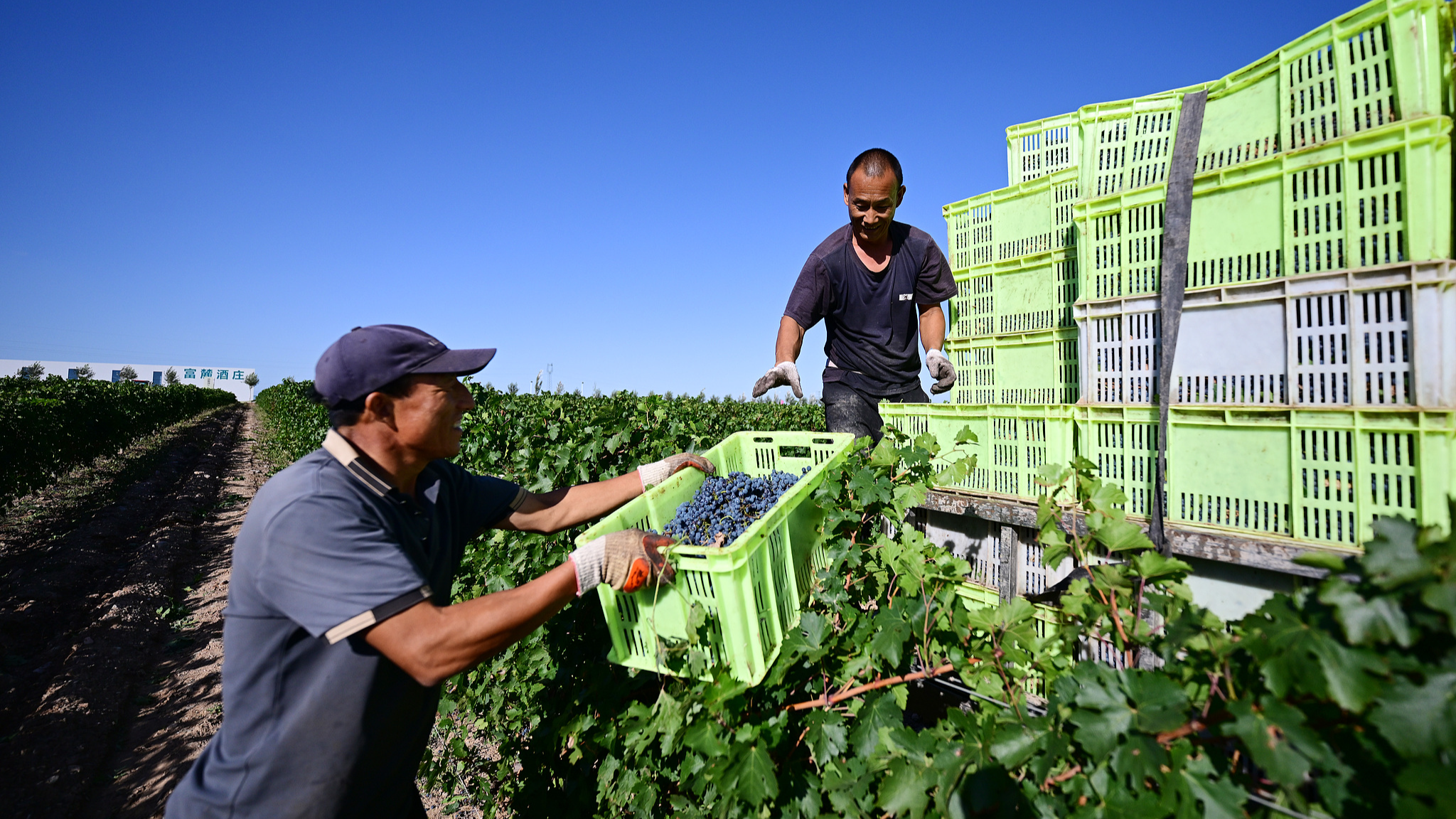 Workers harvest wine grapes in Minning Town, Yongning County, Yinchuan, northwest China's Ningxia Hui Autonomous Region, September 23, 2025. /VCG