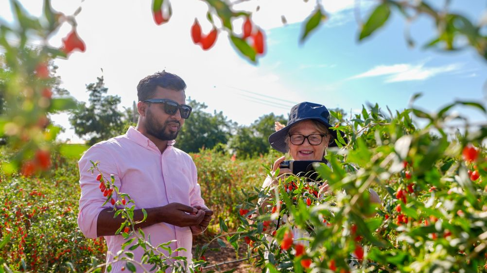 Participants visit a goji berry planting base in Hexi Town, Tongxin County, northwest China's Ningxia Hui Autonomous Region, July 6, 2026. /Xinhua
