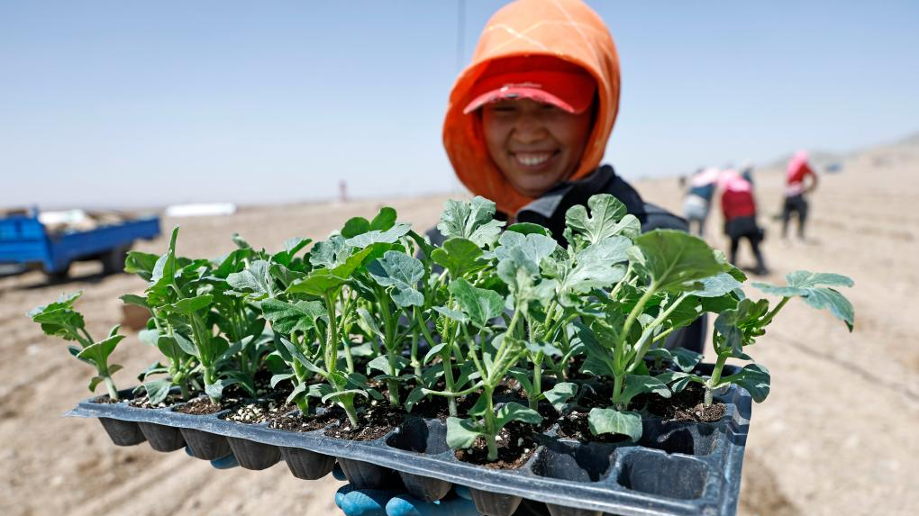 A farmer displays seedlings of Xisha watermelons at Xingren Town in Shapotou District, Zhongwei City, northwest China's Ningxia Hui Autonomous Region, April 6, 2026. /Xinhua
