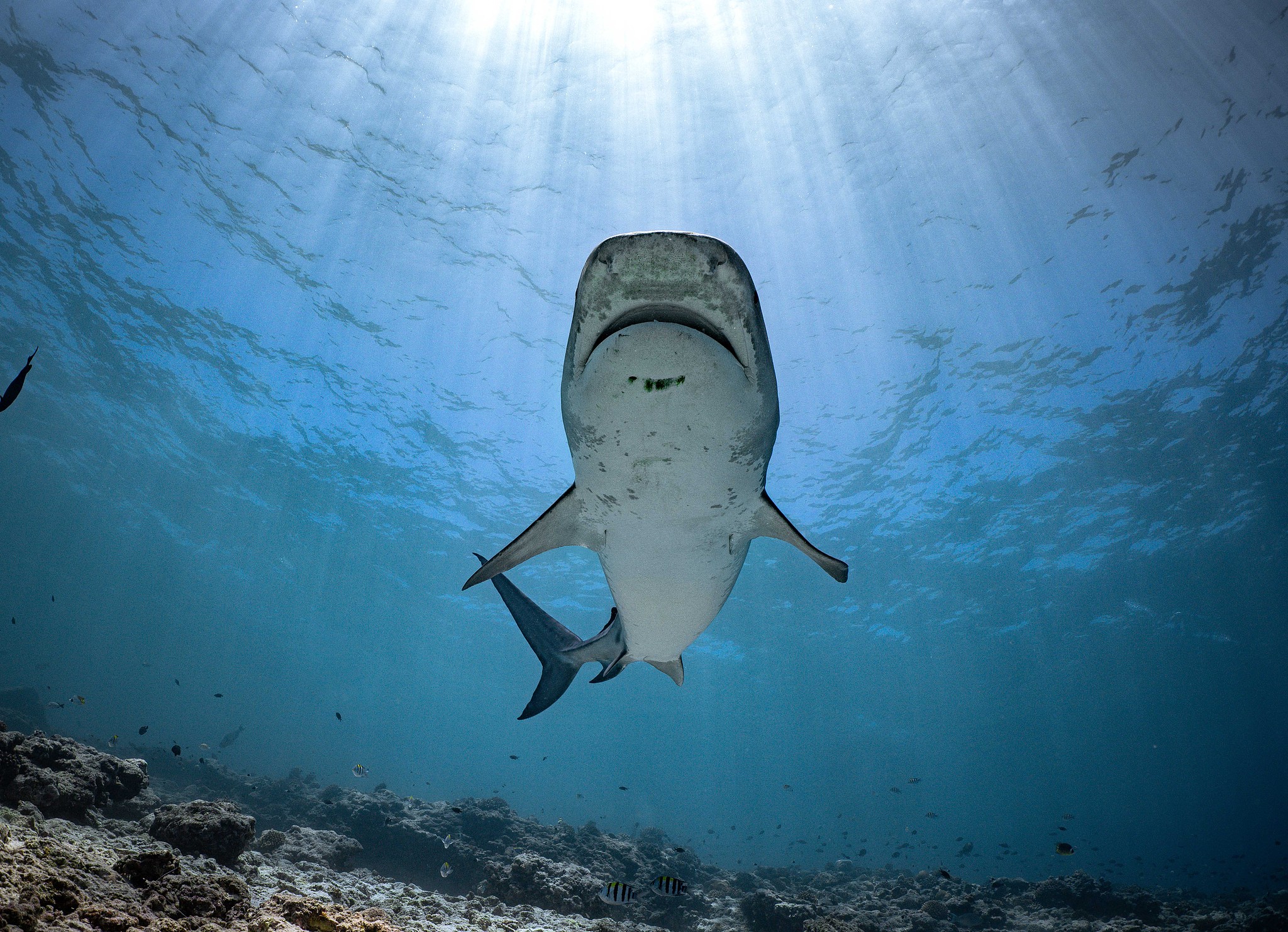 A tiger shark in Fuvahmulah Island in South Maldives, March 2026. /VCG
