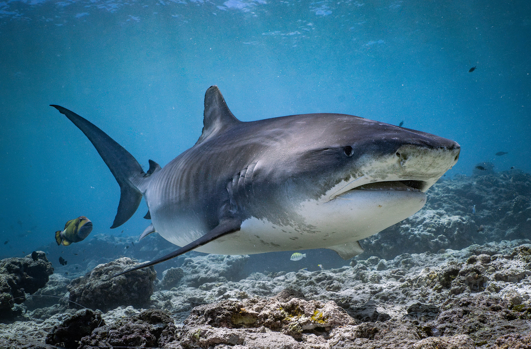 A tiger shark in Fuvahmulah Island in South Maldives, March 2026. /VCG