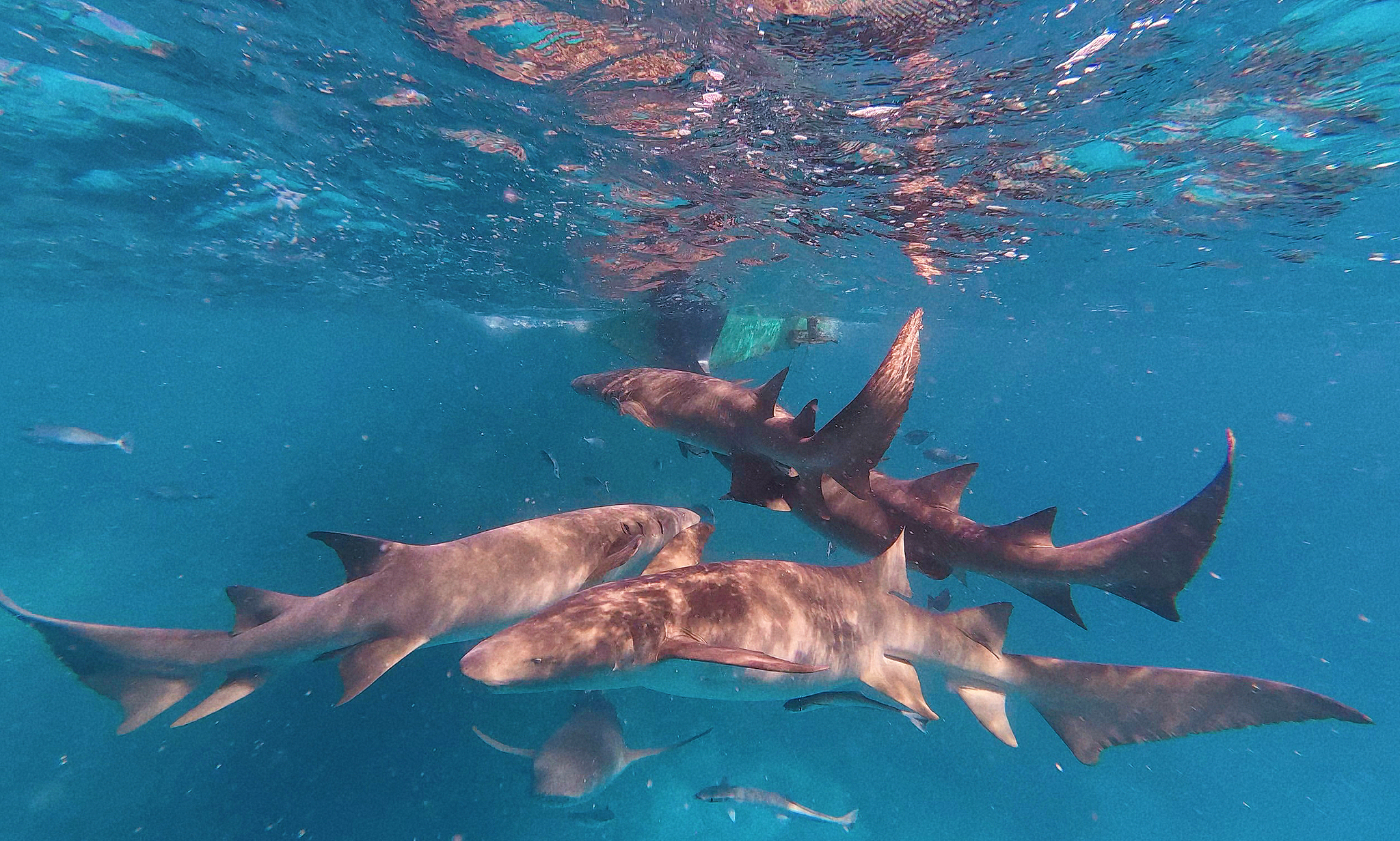 Tourists dive with shars around in Maldives, June 12, 2025. /VCG
