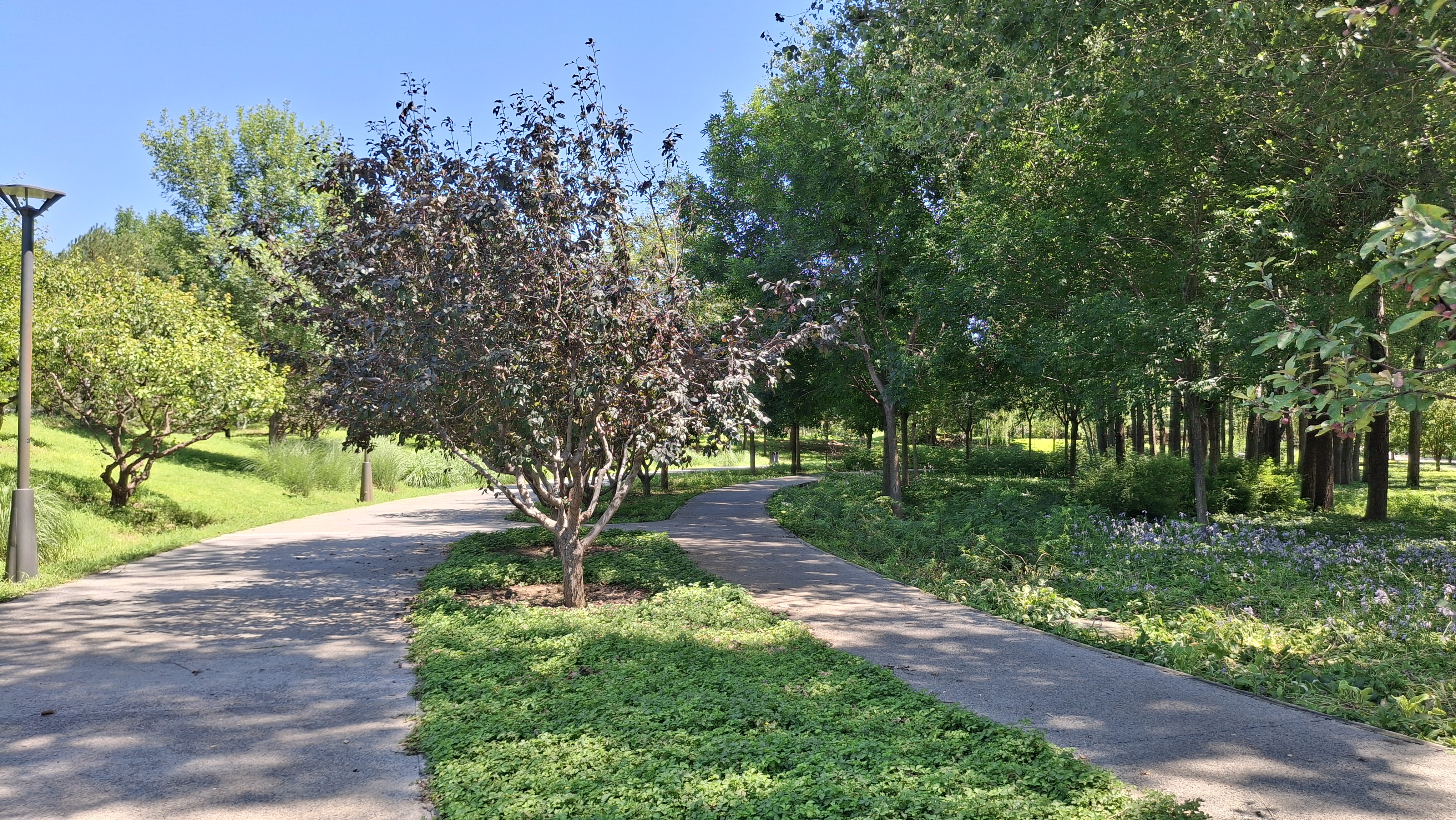 Surrounded by trees and seasonal landscapes, Central Green Forest Park's greenway invites visitors to slow down and experience Beijing at a different pace. Denique Daniëls/CGTN