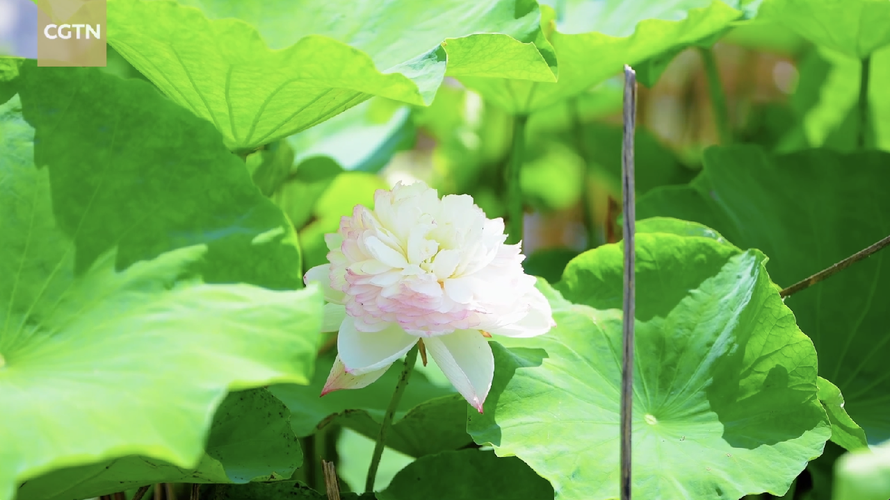 Summer is unfolding in slow motion