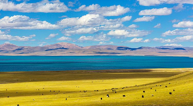 The vibrant Mujiu Wetland, a harmonious habitat in Nagqu