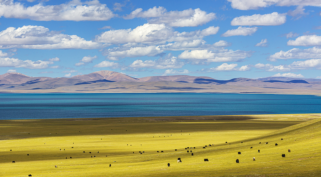 The vibrant Mujiu Wetland, a harmonious habitat in Nagqu