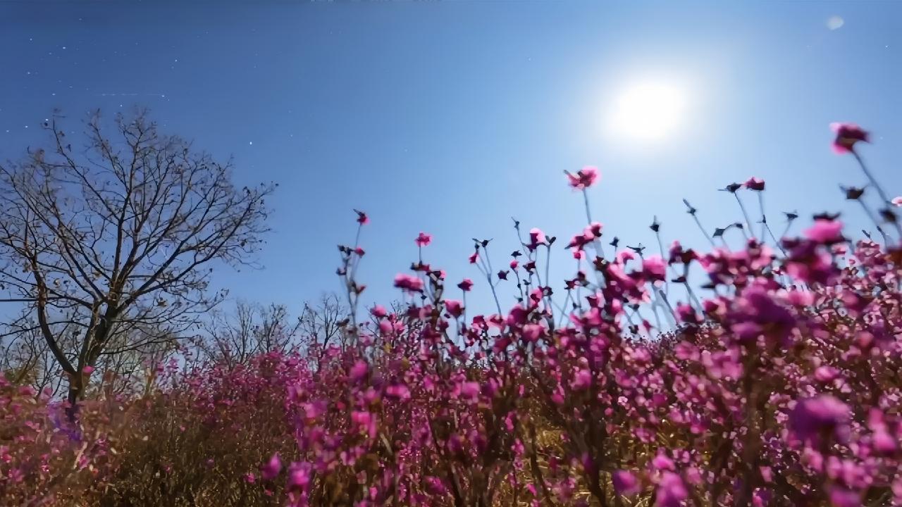 When the stars bloom above, and the flowers bloom below