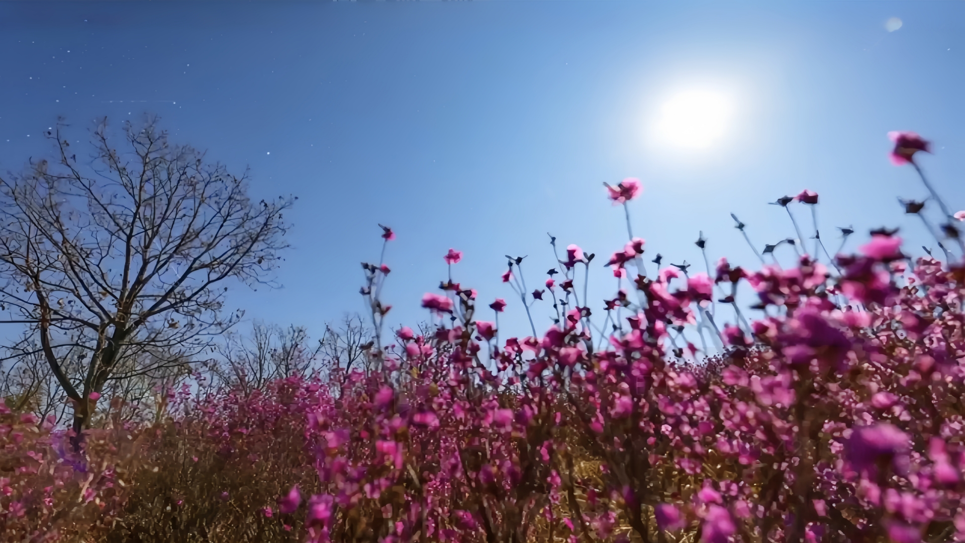 When the stars bloom above, and the flowers bloom below