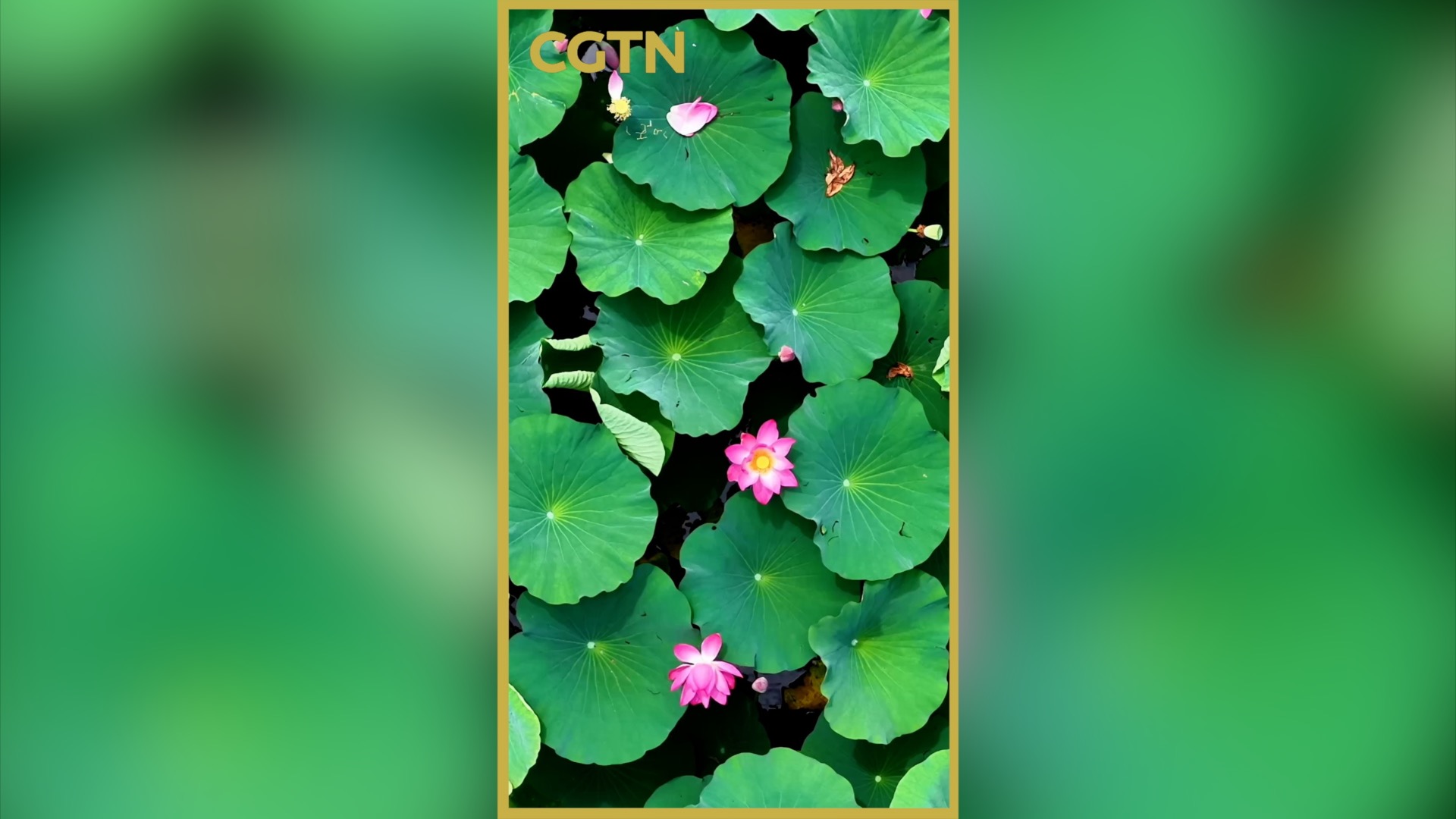 A sea of lotus blossoms paints a summer dream