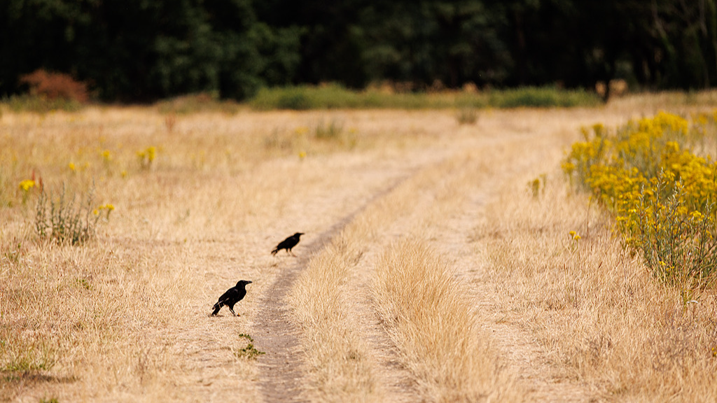 Climate change exacerbating drought across Europe