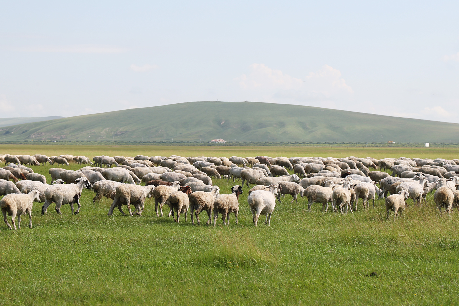 A flock of sheep moves across the Hulunbuir Grasslands in Inner Mongolia. /CGTN