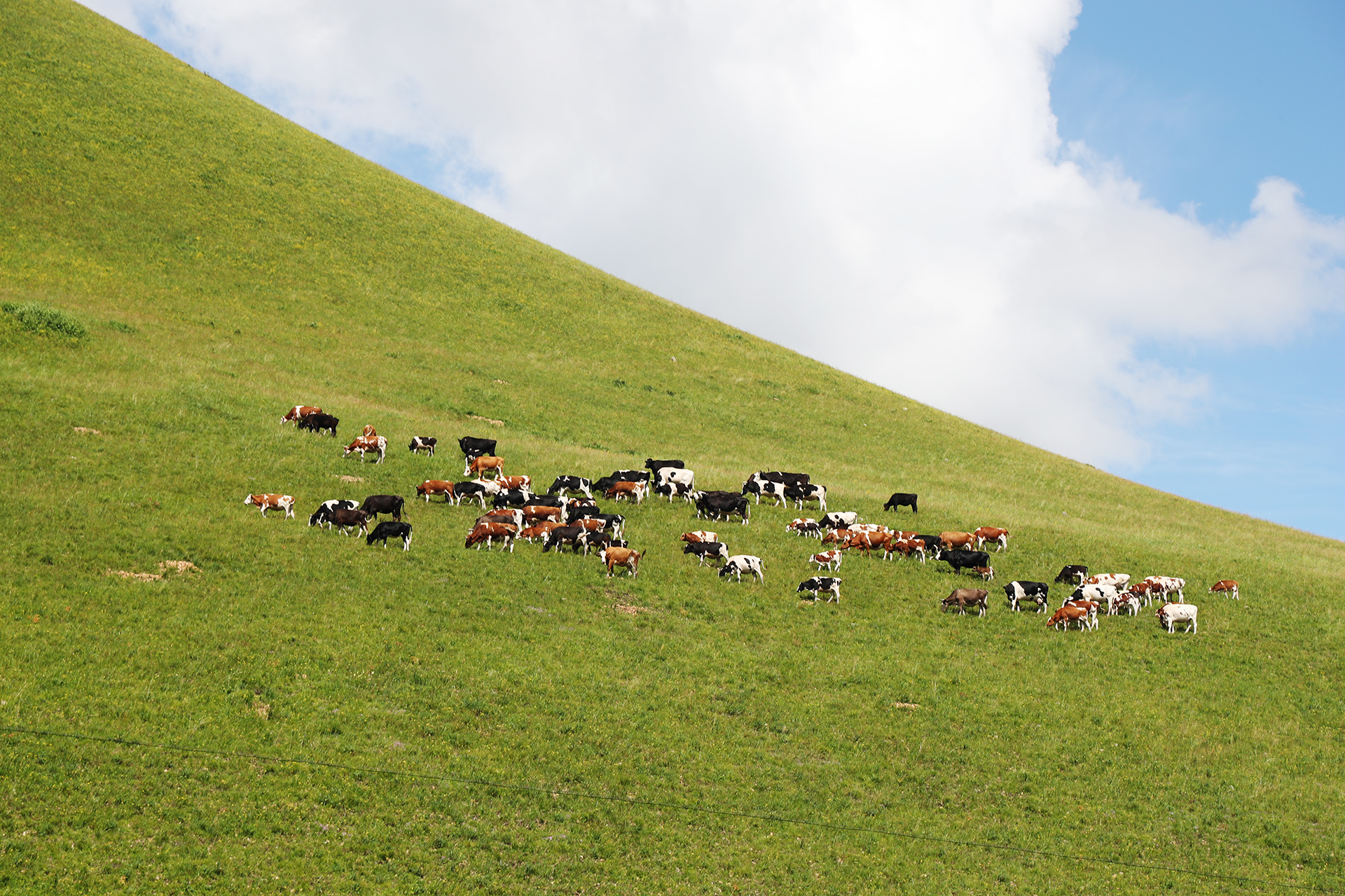 A herd of cattle grazes on the Hulunbuir Grasslands in Inner Mongolia. /CGTN