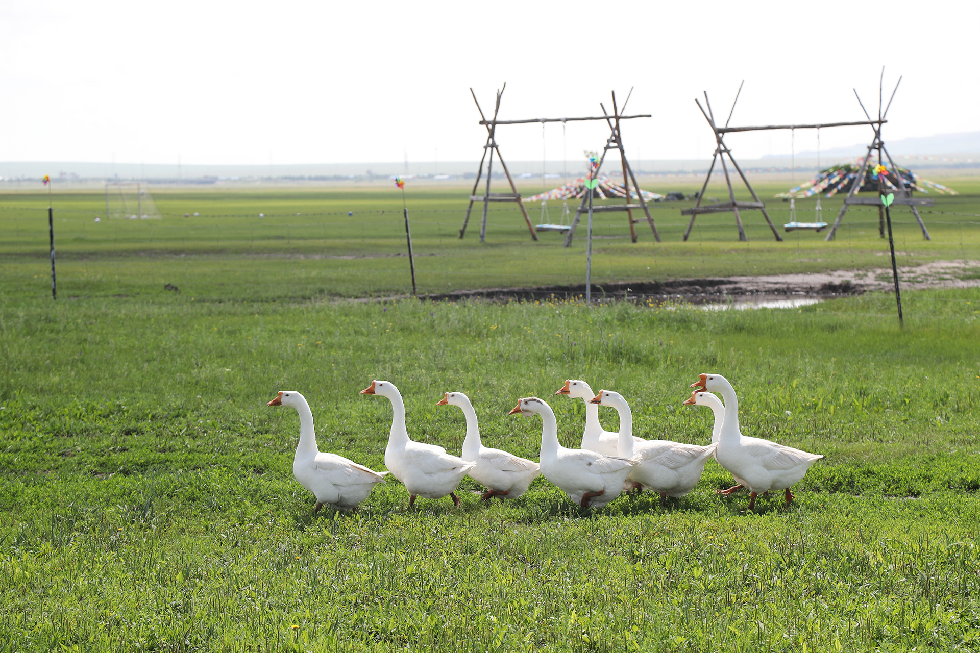 A flock of geese waddles across a pasture on the Hulunbuir Grasslands in Inner Mongolia. /CGTN