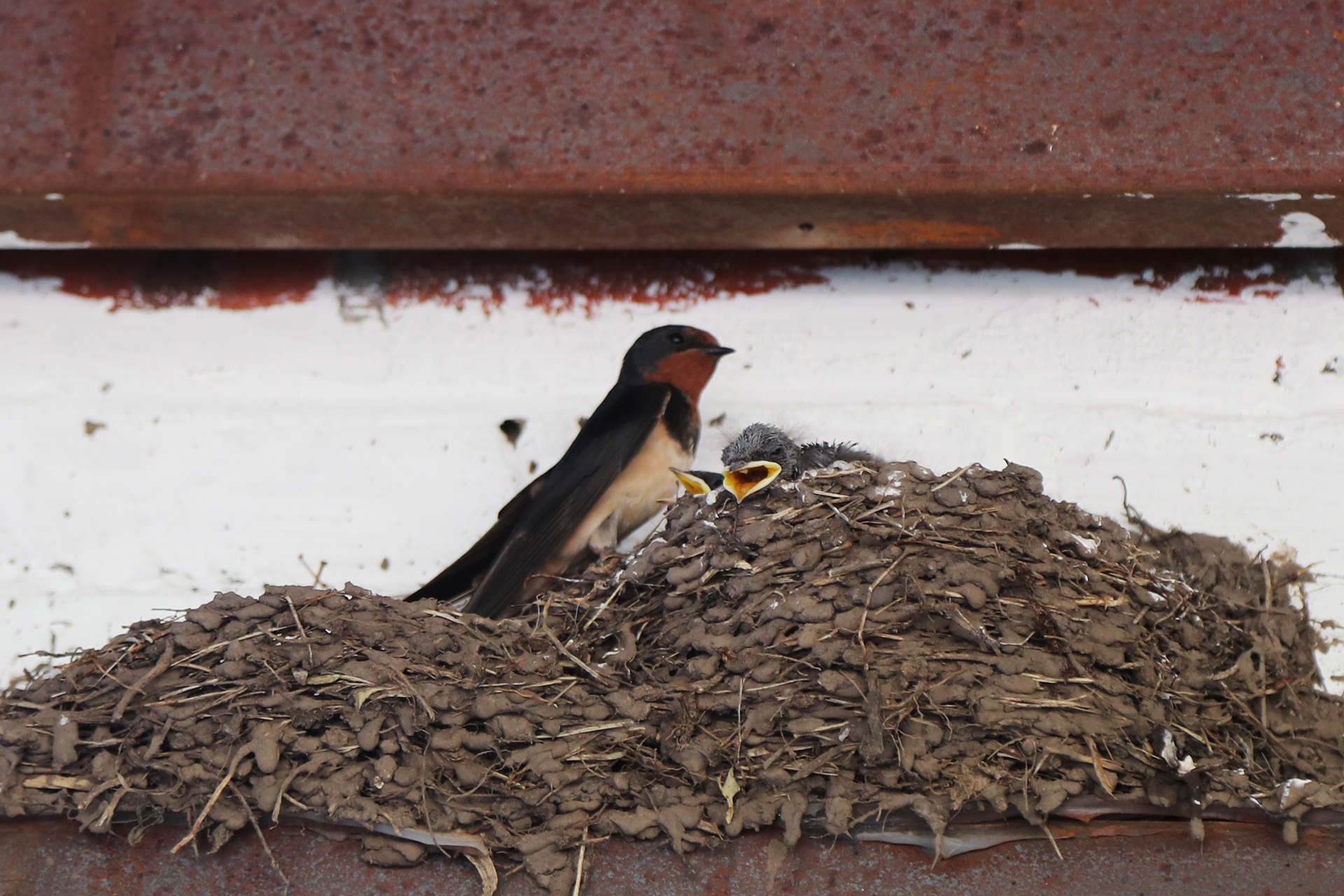 A swallow feeds its chicks in a nest inside a shelter on the Hulunbuir Grasslands in Inner Mongolia. /CGTN