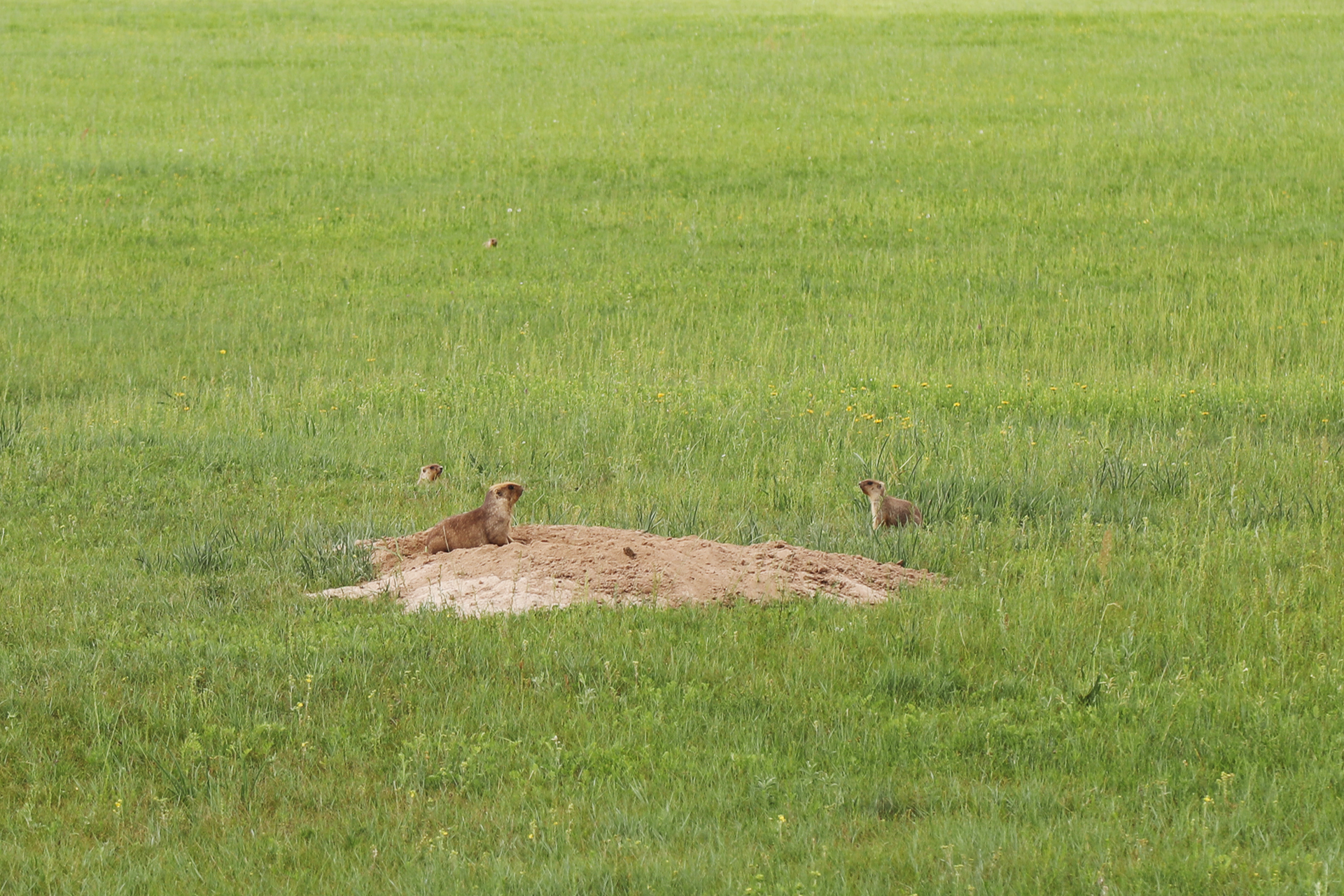 Several marmots are spotted on the Hulunbuir Grasslands in Inner Mongolia. /CGTN