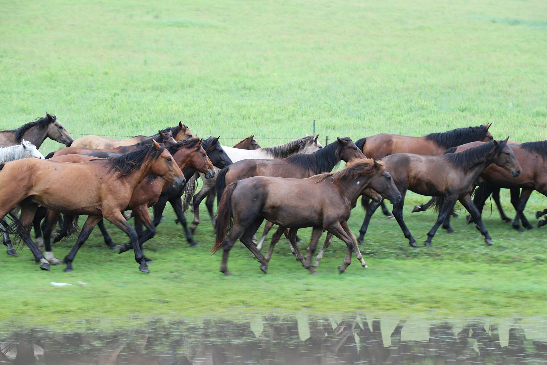 A herd of horses canters across the Hulunbuir Grasslands in Inner Mongolia. /CGTN