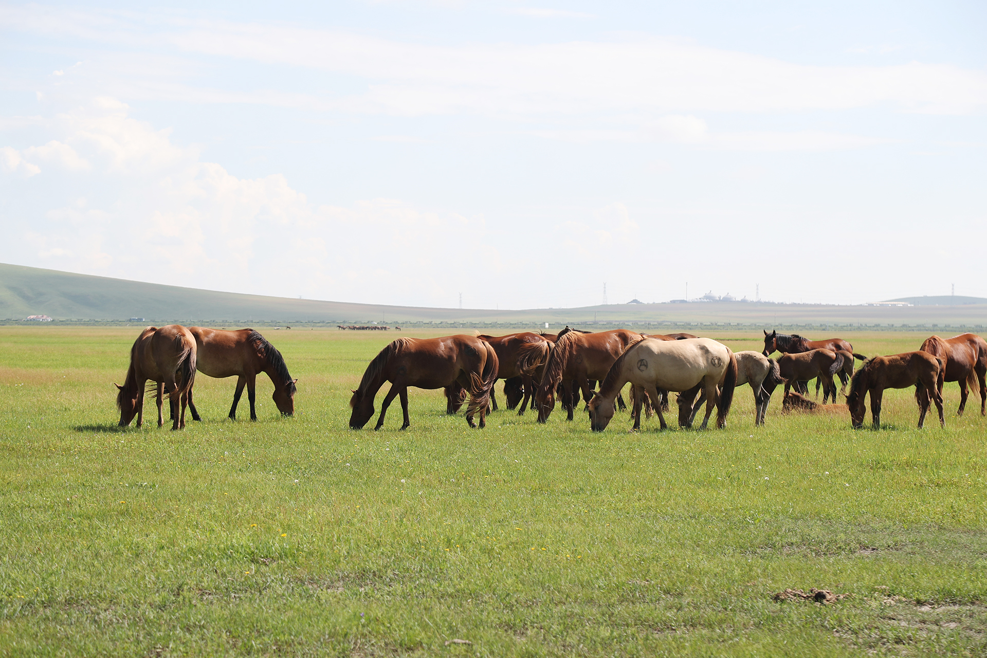 Horses graze on the Hulunbuir Grasslands in Inner Mongolia. /CGTN
