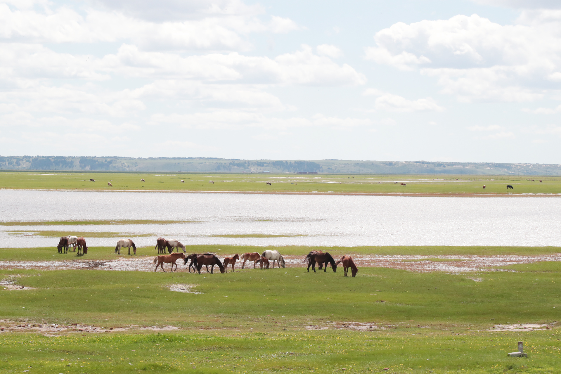 Horses graze on the Hulunbuir Grasslands in Inner Mongolia. /CGTN