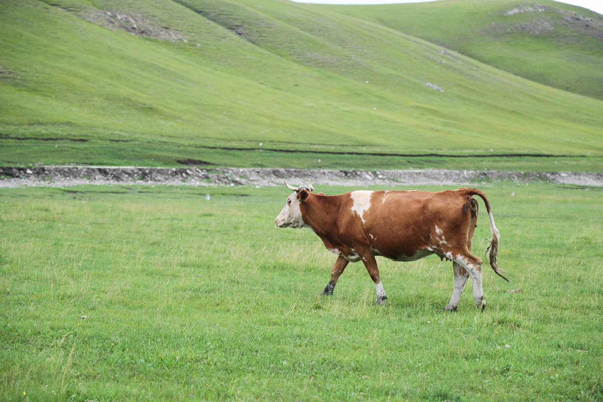 A cow walks across the Hulunbuir Grasslands in Inner Mongolia. /CGTN