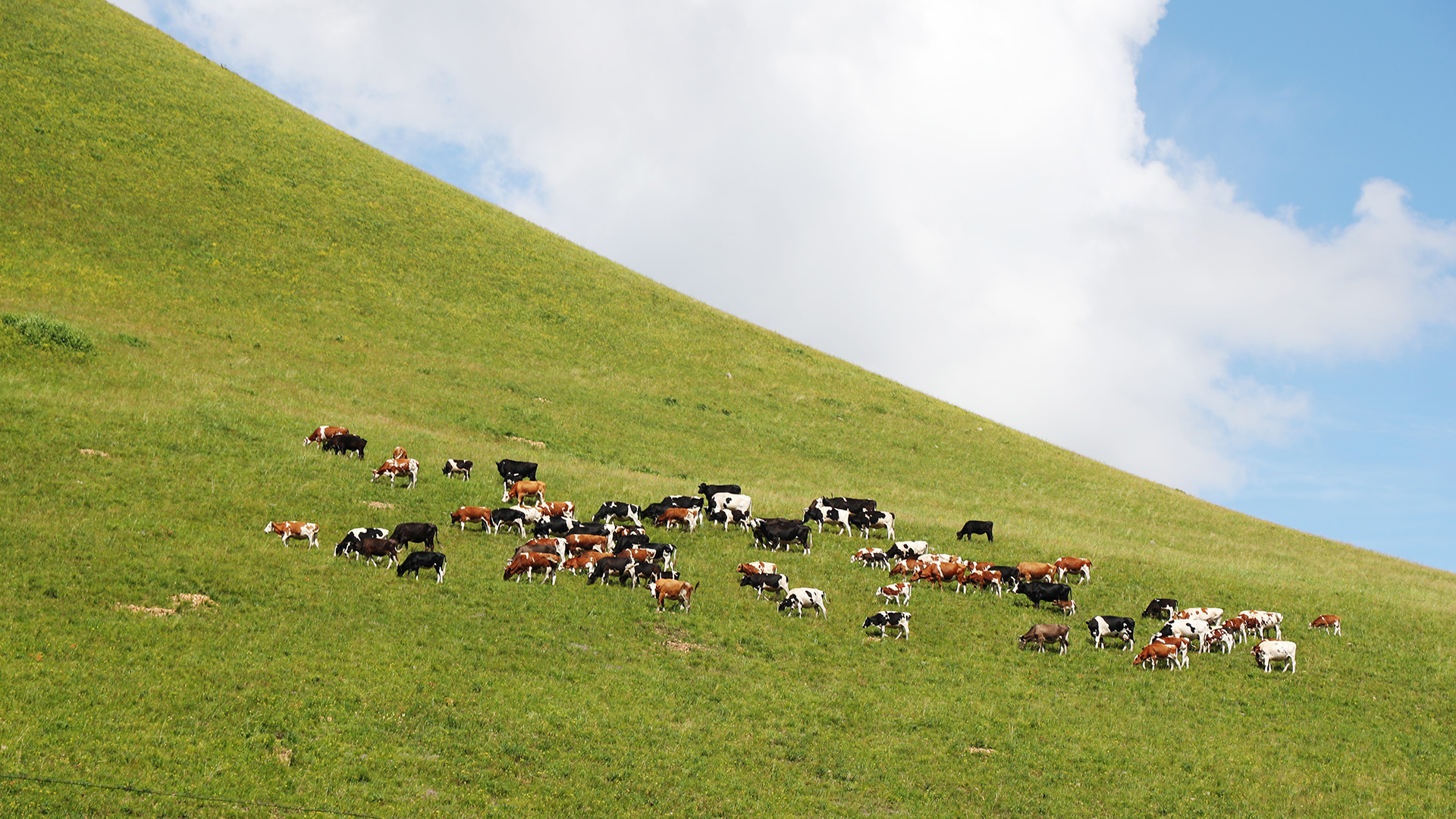 Discover Hulunbuir: A summer paradise in Inner Mongolia