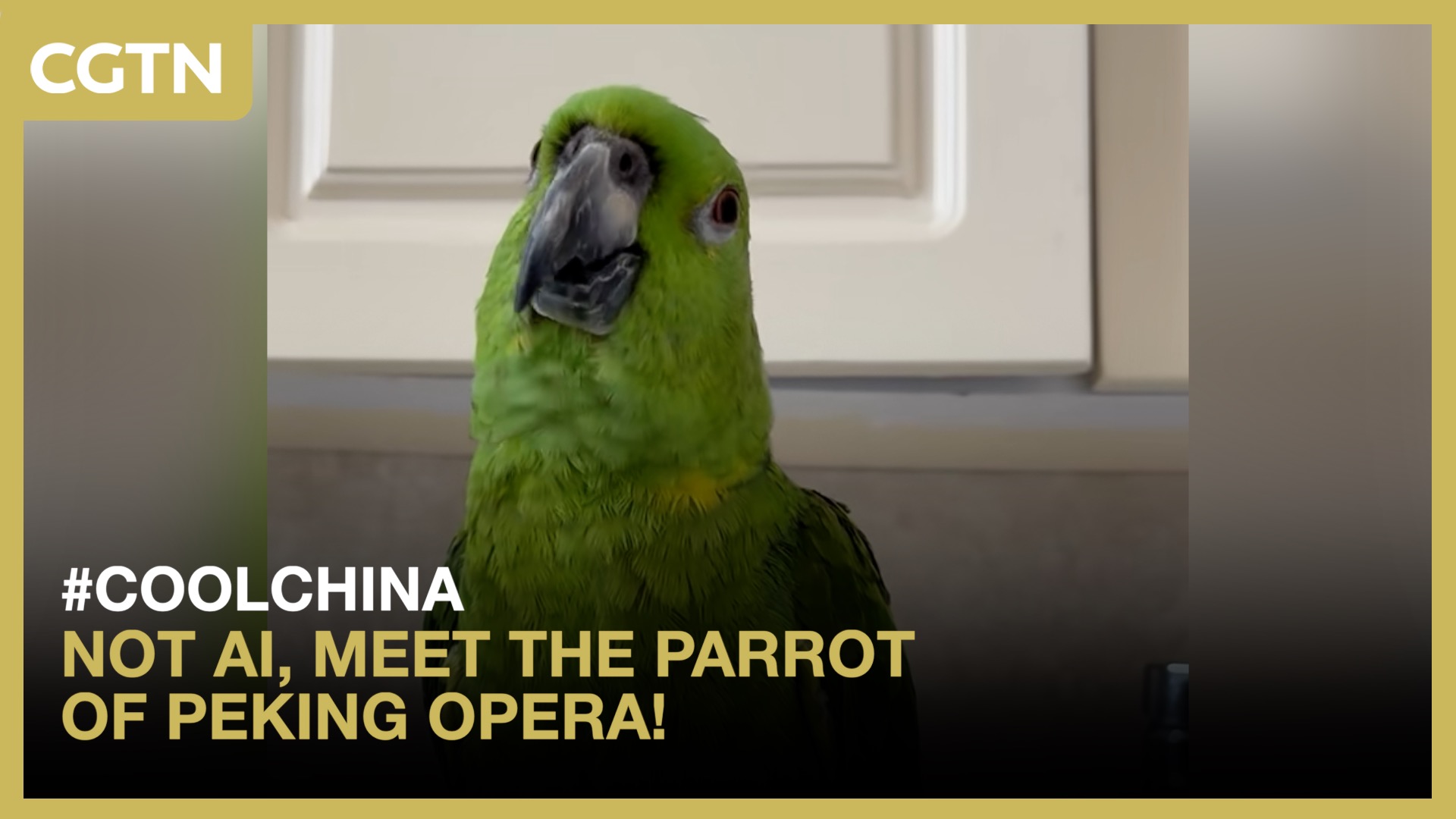Not AI, meet the Parrot of Peking Opera!