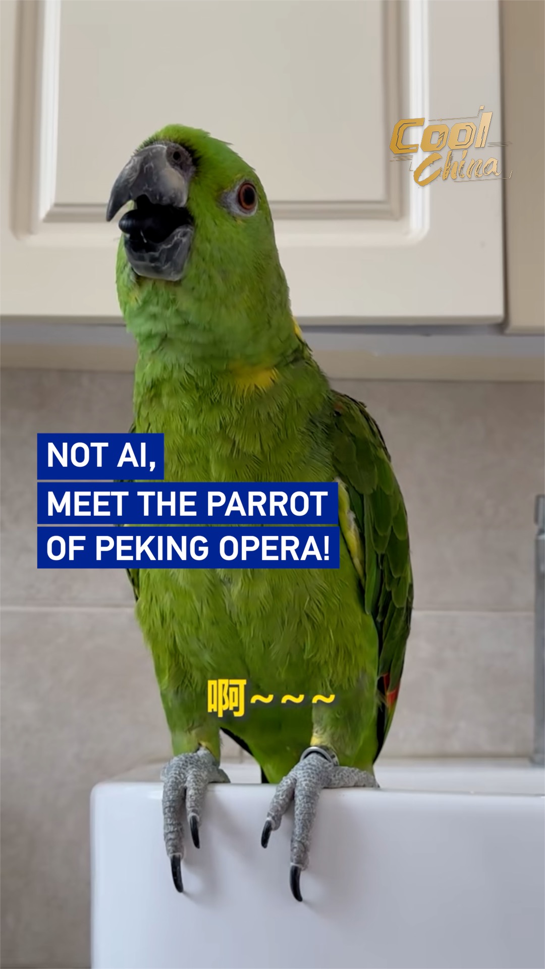 Not AI, meet the Parrot of Peking Opera!