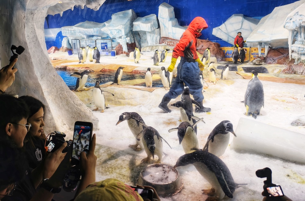 Visitors take photos of penguins at Wuhan Polar Ocean Park in central China's Hubei Province on July 22, 2026. /IC