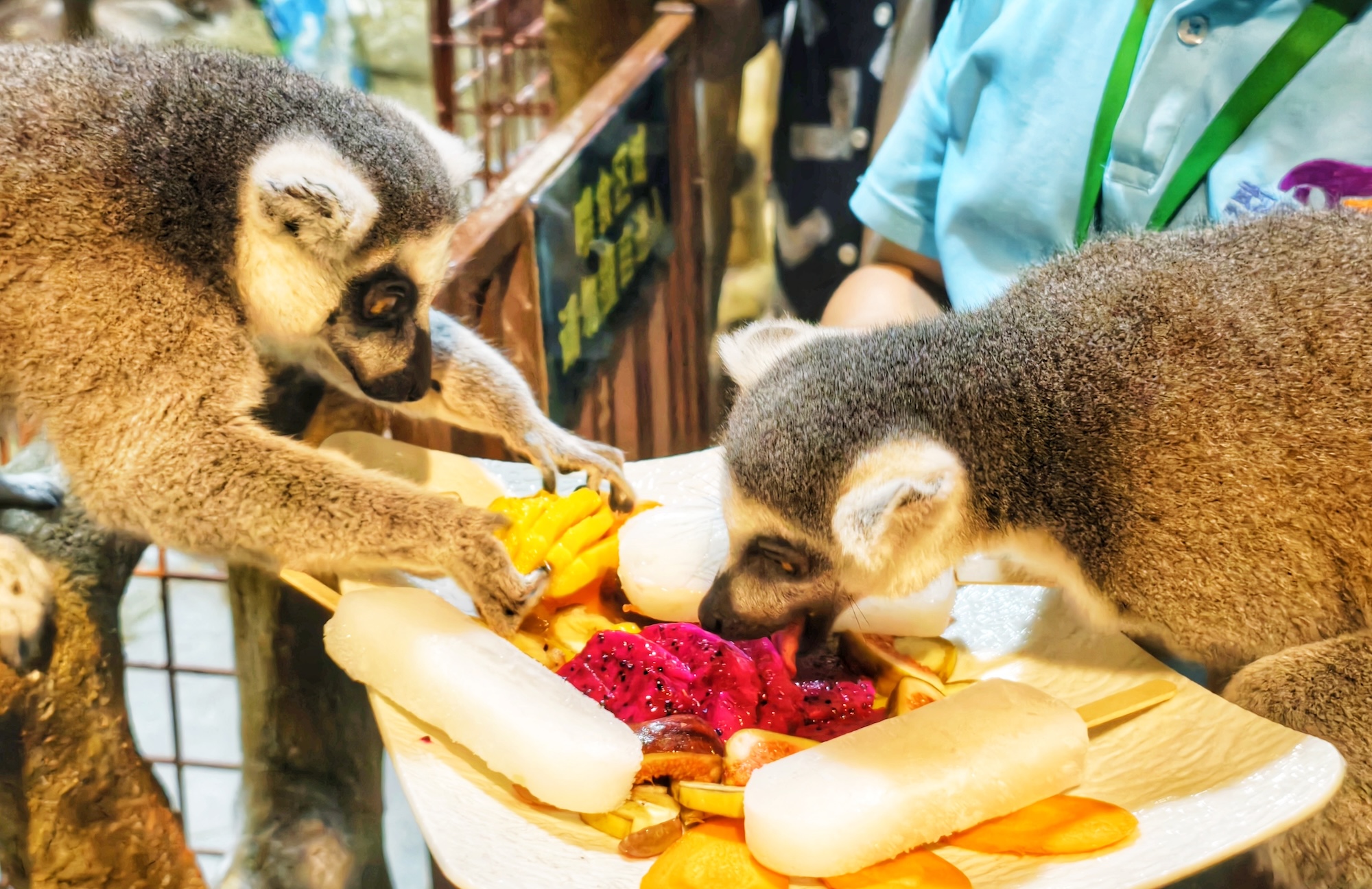 Ring-tailed lemurs enjoy special summer 