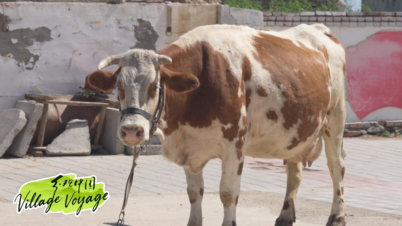 Beneath the grass and sky: Zhangjiakou's animal kingdom