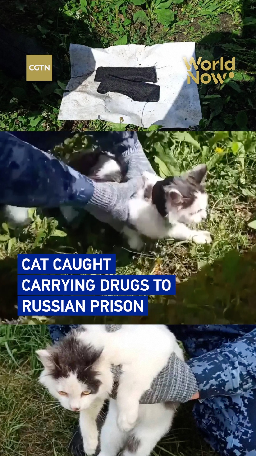 Cat caught carrying drugs to Russian prison