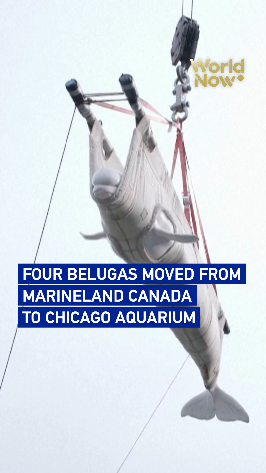 Four belugas moved from Marineland Canada to Chicago aquarium