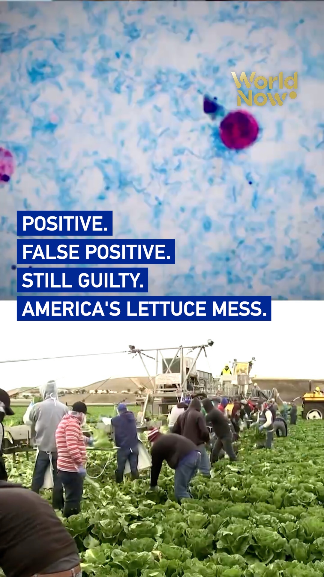 Positive and then false positive: America's lettuce mess