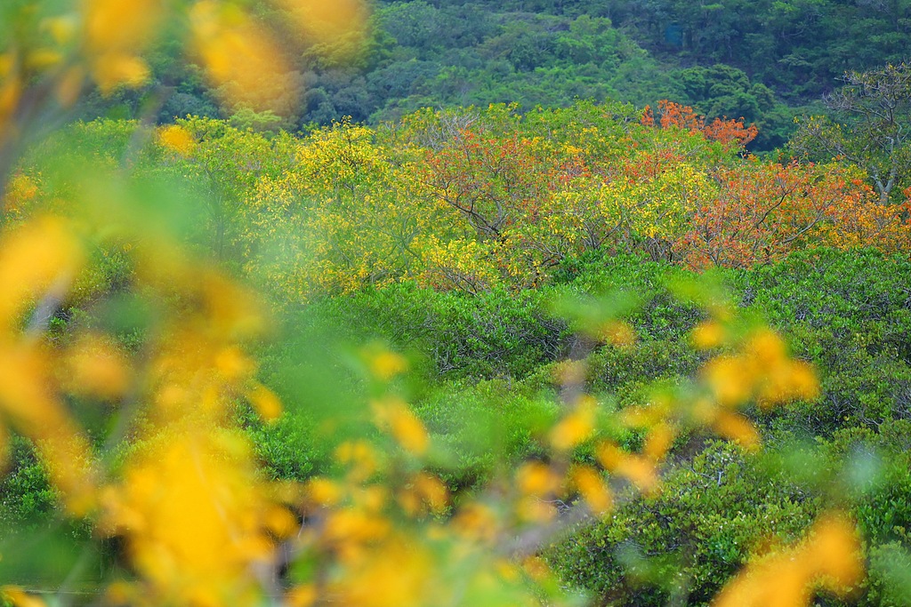 Green and crimson mangrove foliage colors the Dongchong Mangrove Wetland Park in Shenzhen's Dapeng New Area, south China's Guangdong Province, on April 12, 2026.
