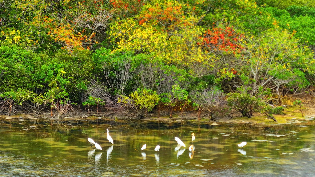 China launches International Mangrove Center in Shenzhen