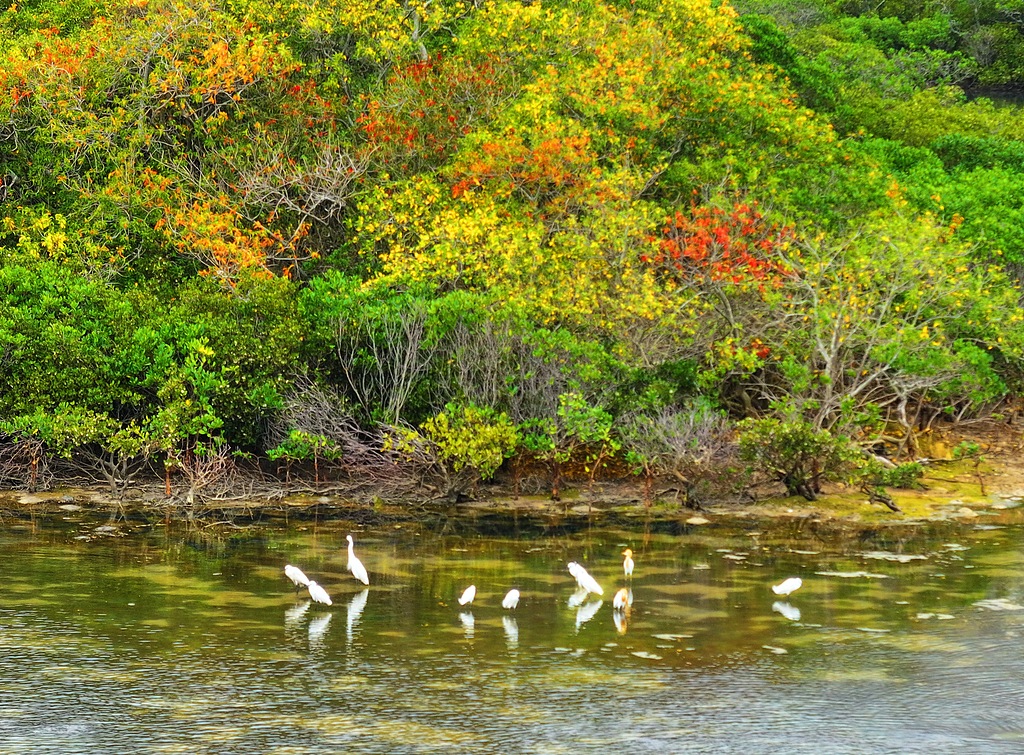 Egrets are seen at Dongchong Mangrove Wetland Park in Shenzhen's Dapeng New Area, south China's Guangdong Province, on April 12, 2026.