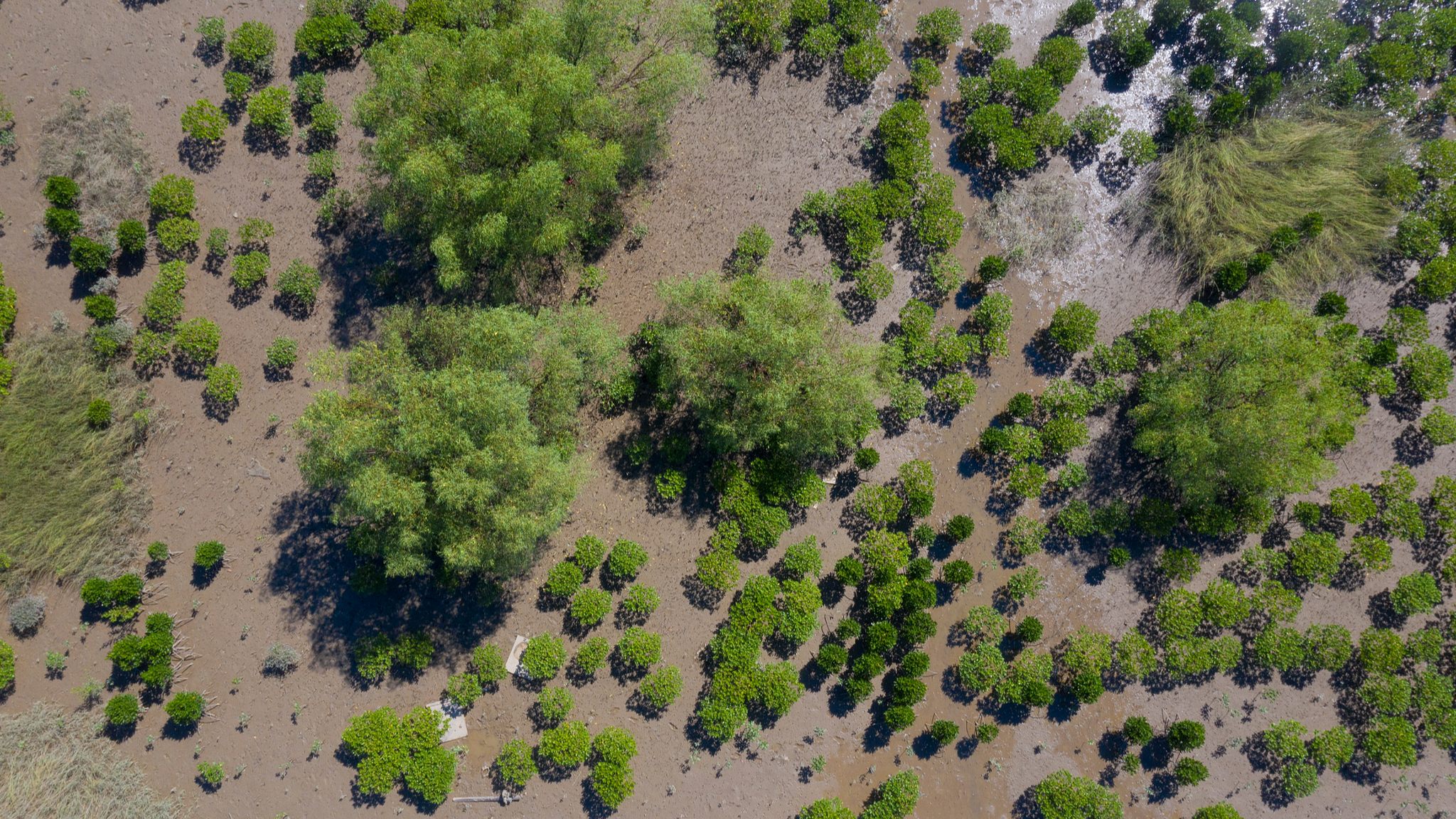 Mangroves at the Hailing Island National Wetland Park in Yangjiang, Guangdong Province, August 20, 2021. /VCG
