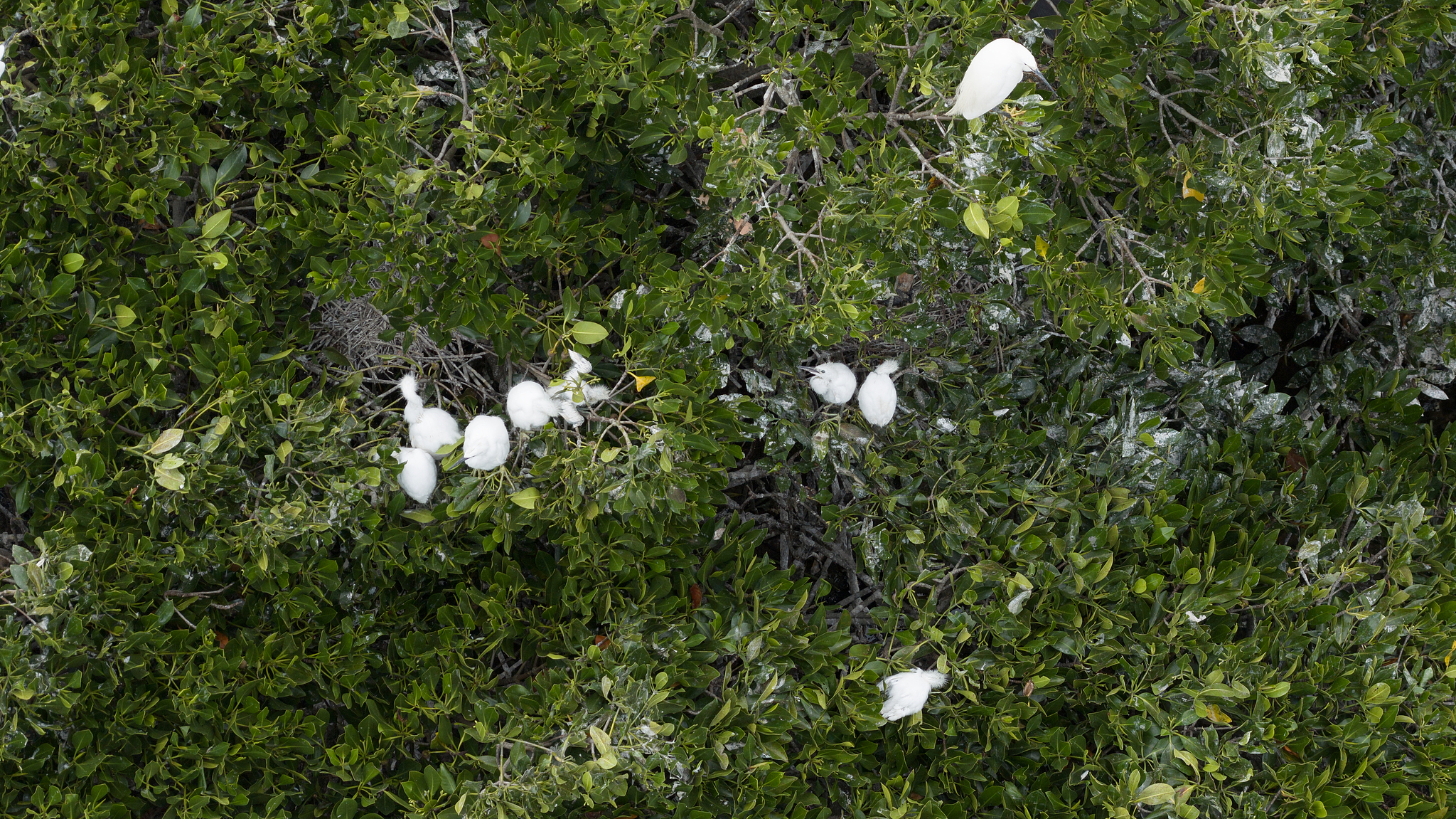 Egrets nest and raise their young in a thriving mangrove forest on Jinniu Island in Huguang Town, Mazhang District, Zhanjiang, south China's Guangdong Province, June 11, 2026. /VCG