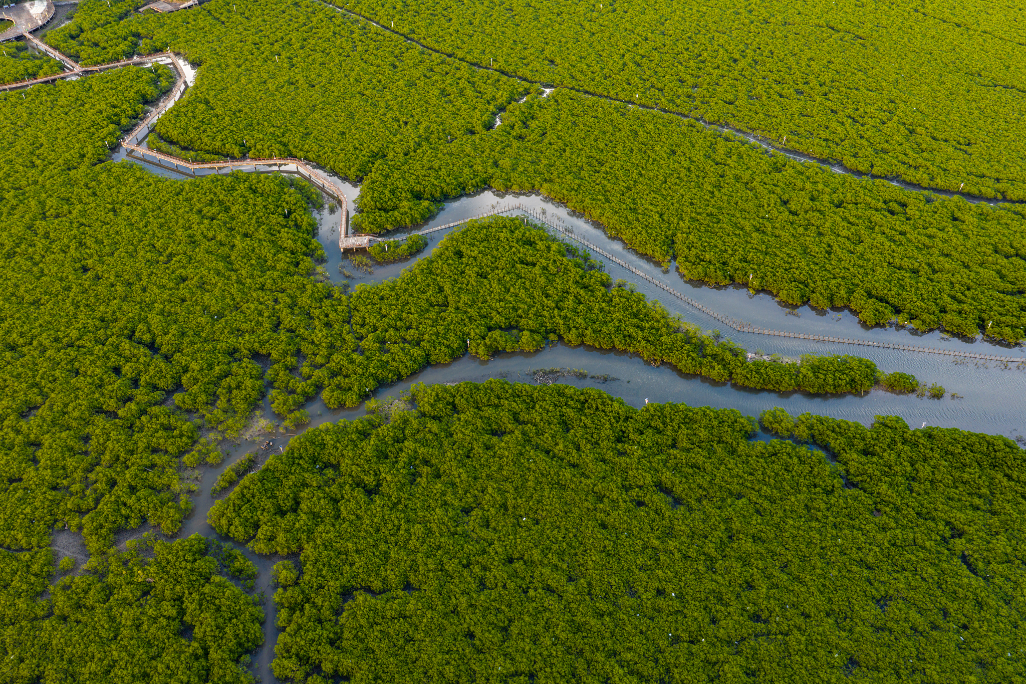 A view of the thriving mangrove forest at the Dongwan Mangrove Scenic Area in Fangchenggang, south China's Guangxi Zhuang Autonomous Region, September 16, 2025. /VCG