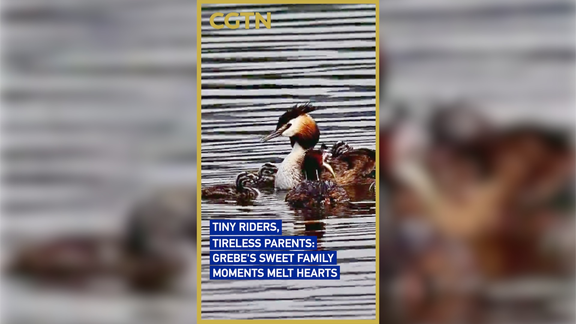 Grebe's sweet family moments melt hearts