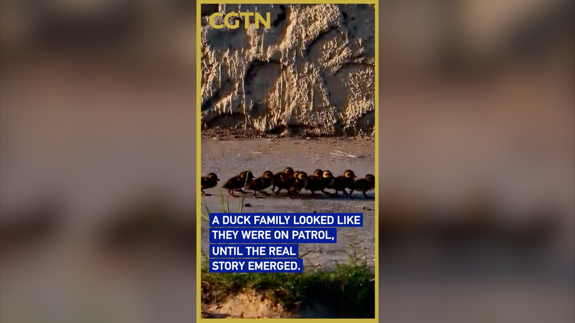 A duck family looked like they were on patrol, until the truth emerged